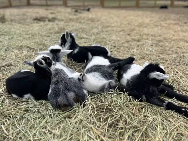 Farm animals including goats and alpacas